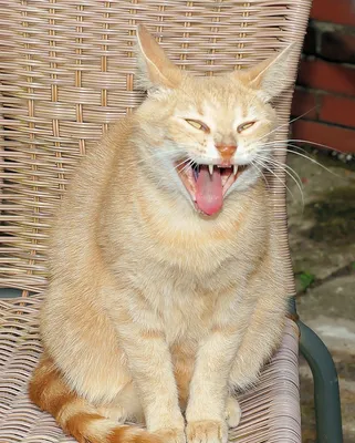 Смешные и забавные кошки (40 фото) » Клопик.КоМ