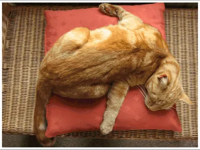 Смешной сон кота на красном покрывале. Спать серого кота, сидя на красной  кровати Стоковое Фото - изображение насчитывающей сторона, волосы: 201397890