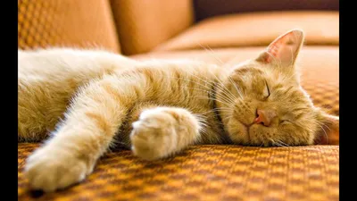 Сладко спящие коты | Пикабу