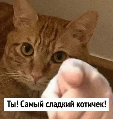 Смешные сонные котики: москвичи делятся фотографиями своих питомцев