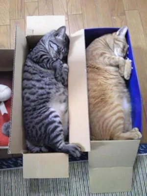 Как спят забавные котики: смешные фото .. Metro