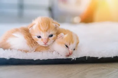 Приколы с котами: 10+ кошек, которых заснули в очень неожиданном месте -  фото