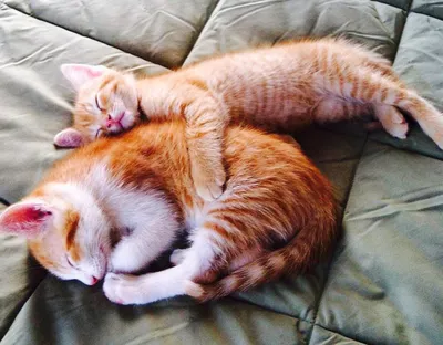 Коты, уснувшие в необычных позах | ЗооБлог