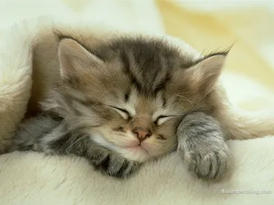 14 уютных фото сладко спящих котов