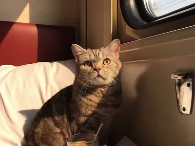 Домашние животные в поезде - 74 фото