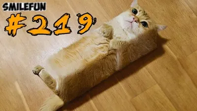 Смешные коты на самоизоляции с хозяевами — фотоподборка с животными - 22  апреля 2020 - НГС.ру