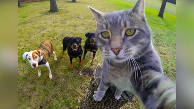 КОШКИ 2019 Смешные коты приколы с котами до слез под музыку – Смешные кошки  – Funny Cats - Coub - The Biggest Video Meme Platform