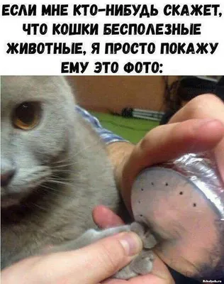 Sapid Tv - Смешные кошки 2019 Новые приколы с котами до... | Facebook