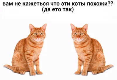 КОШКИ 2021 Смешные коты приколы с котами до слез – Смешные кошки – Funny  Cats | SmileFun | Дзен