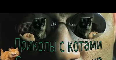 Коты | Екабу.ру - развлекательный портал