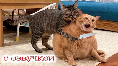 Подборка смешных котов 13 | Смешное видео о кошках, Смешные фото кошек,  Животные