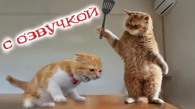 Смешные коты (22 фото) | Прикол.ру - приколы, картинки, фотки и розыгрыши!