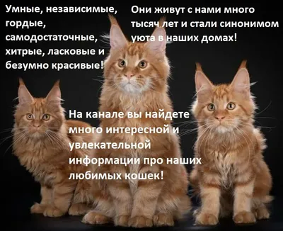 23 \"глупых\" фото котиков, которые не подозревали, что их снимают