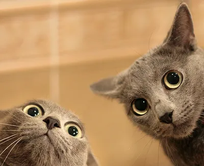 Смешные и милые коты. Фото пушистых в разных ситуациях #20 | Котомания |  Дзен