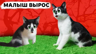 😹Коты 2022 смешные котики. 😹Приколы с котами до слез. Я СМЕЯЛСЯ ПОЛЧАСА  😹Funny cats tiktok 2022-2021 - YouTube