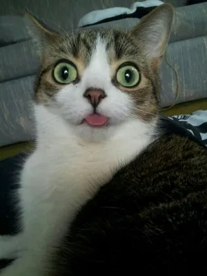 купание инопланетянина - Смешные коты/ Funny cats | Facebook