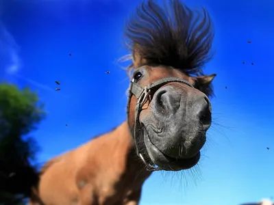 Смешные лошади картинки - 53 фото