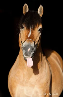 Угарные картинки про лошадей (50 фото) » Юмор, позитив и много смешных  картинок