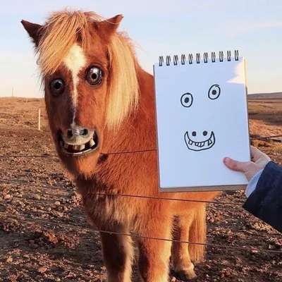 симпатичная лошадь с гривой и зубами, смешные картинки с лошадьми, лошадь,  смешной фон картинки и Фото для бесплатной загрузки