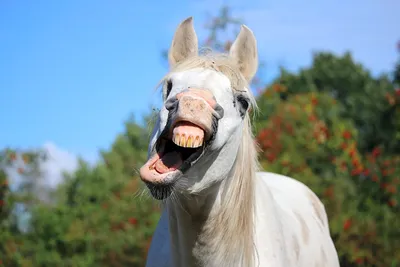 Лошади - на самом деле такие смешные. | Пикабу