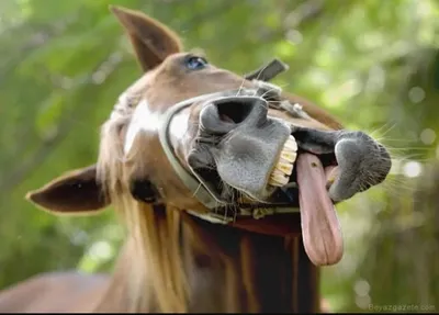 Прикольные картинки про лошадей (45 фото) » Юмор, позитив и много смешных  картинок