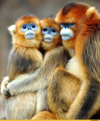 смешные обезьяны стоковое изображение. изображение насчитывающей тропическо  - 69004477