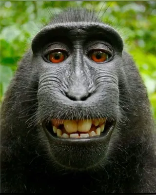Обезьянка в очках - 31 фото | Очки, Примат, Веселые обезьяны