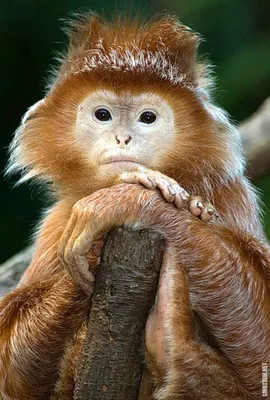 обезьяны делают смешной вид, картинки с обезьянами, обезьяна, животное фон  картинки и Фото для бесплатной загрузки