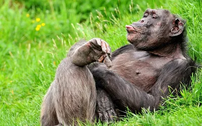 смешные обезьяны стоковое фото. изображение насчитывающей естественно -  57642090