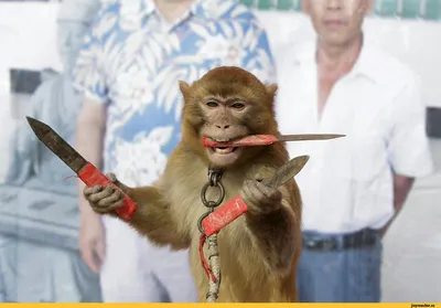 Самые смешные случаи с обезьянами, снятые на видео