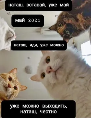 Наташ, ты спишь?»: собрали самые смешные мемы с «Наташиными котами»