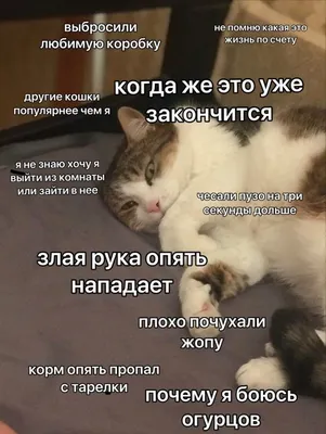 Смешные мысли котов - картинки и фото koshka.top