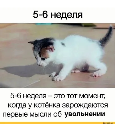 кот (прикольные картинки с кошками) / прикольные картинки, мемы, смешные  комиксы, гифки - интересные посты на JoyReactor