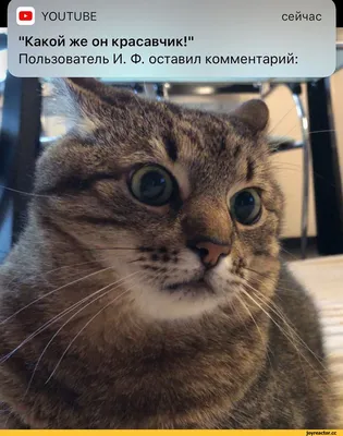 кот не понял инструкцию - Смешные коты/ Funny cats | Facebook