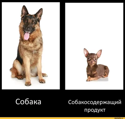 Мемы про собак: подборка смешных картинок из интернета