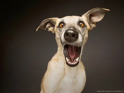 Самые смешные собаки - 78 фото
