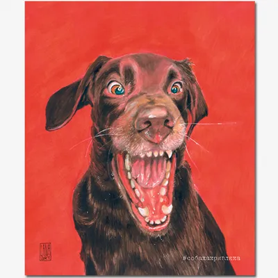 Индийские Смешные Собаки — стоковые фотографии и другие картинки Веселье -  Веселье, Горизонтальный, Домашние животные - iStock