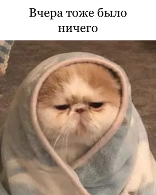 Мемы про котов: Как в соцсетях шутят о пушистых. Смешные картинки и мемы  про котов на Depo.ua