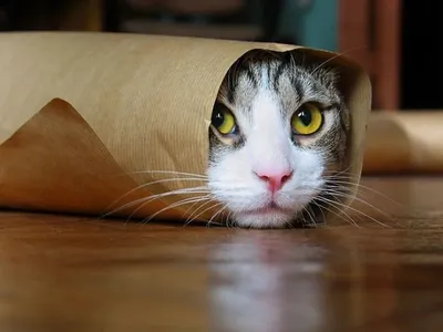 Прикольные коты 2019 года (50 фото) | Юмор про кошек, Веселые картинки,  Кошачьи цитаты