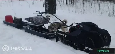 Ненецкая собака со своей хозяйкой на снегоходе — Фото №68388