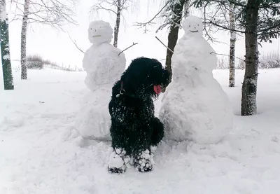Собака и снеговик бигля в древесинах Стоковое Изображение - изображение  насчитывающей валы, лапки: 109914059