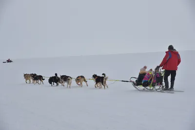 Собаки и снегоход. Соловки, Белое море, Россия, 1992. Фотограф Пентти  Саммаллахти