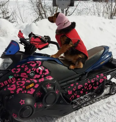 Мотобуксировщик «Железная собака» по глубокому снегу - YouTube
