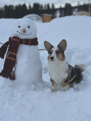 Милая собака и щенок со снеговиком, рождественский зимний фон, обои |  Премиум Фото