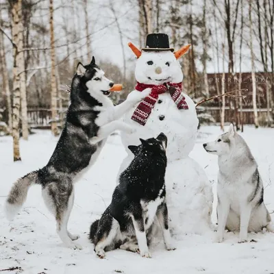 Корги блю мерль | Мерль, Собачки, Корги