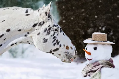 Впечатляющие картинки Снеговика и снежной бабы в формате hd