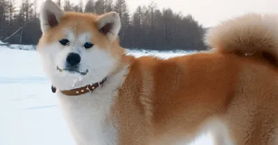 Японская собака Акита-ину - visitjapan.ru