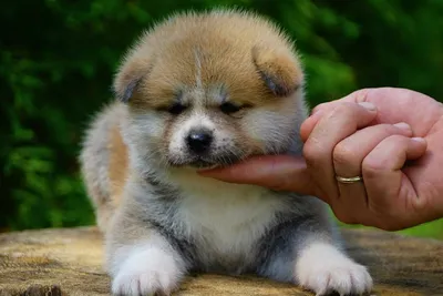 Акита - описание породы собак: характер, особенности поведения, размер,  отзывы и фото - Питомцы Mail.ru