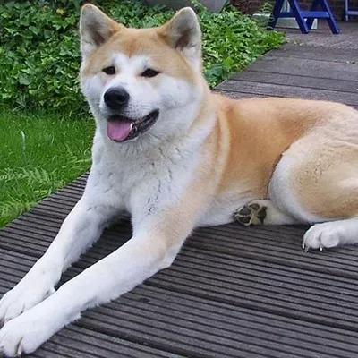 Порода собак: Акита-ину, особенности и преимущества - Ветеринарный кабинет  Зверьё Моё