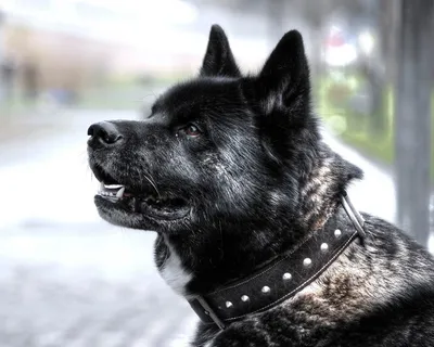 Собака Акита-ину найдена на ул. Калинина, 229/1, Краснодар. | Pet911.ru